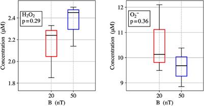 Quantitative measurements of reactive oxygen species partitioning in electron transfer flavoenzyme magnetic field sensing